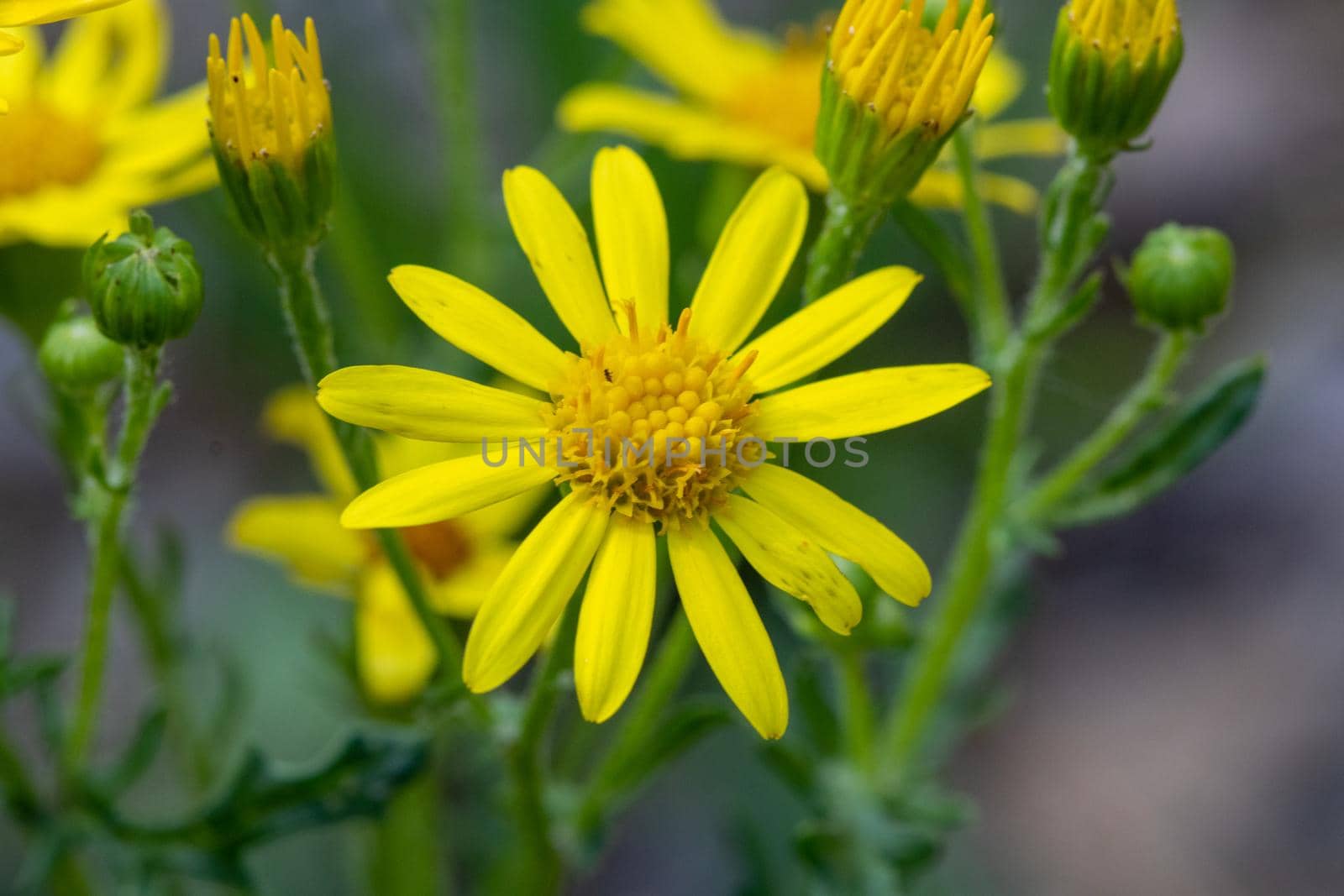 Close-up of flower with yellow blossom