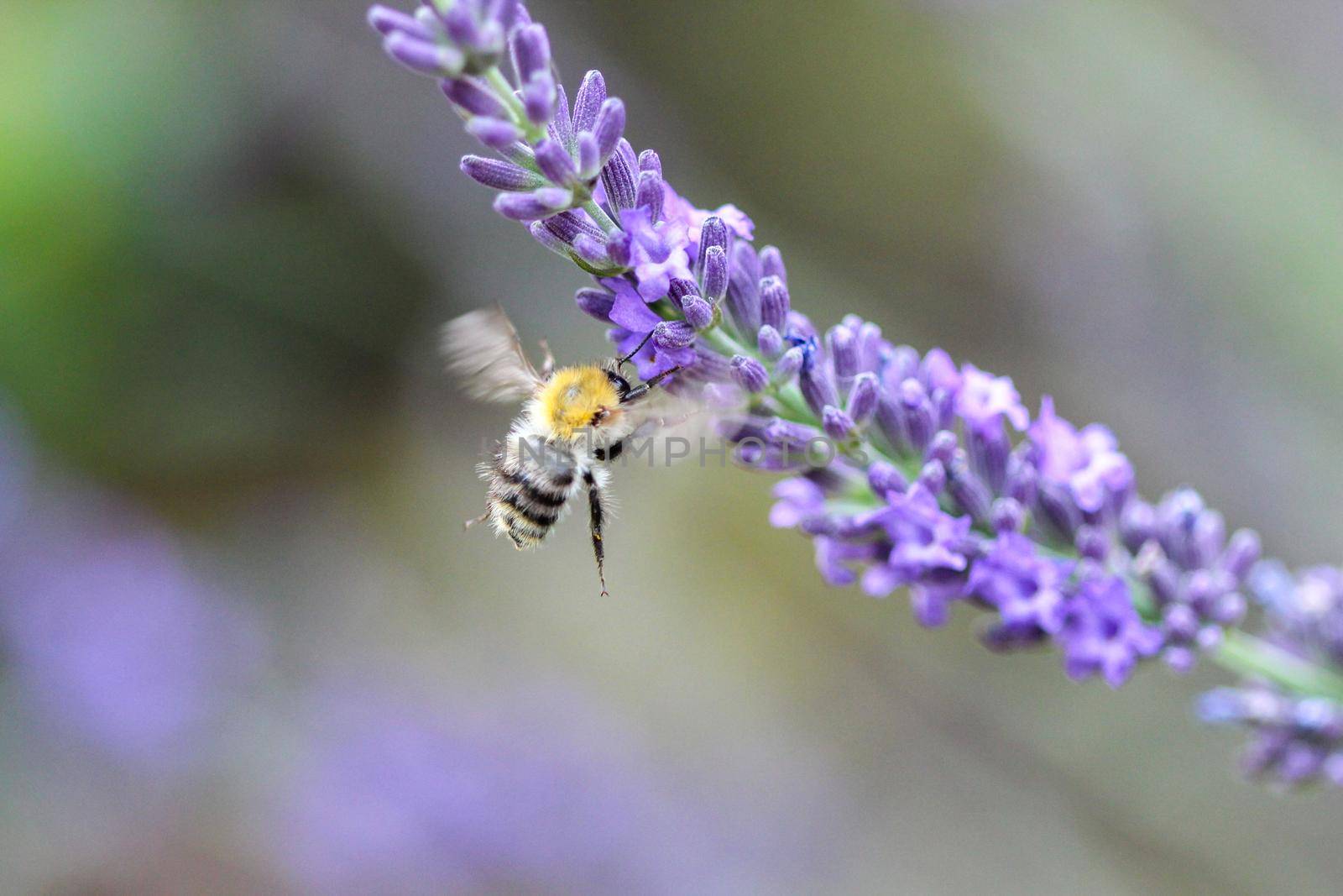 Flying bee near lavender blossom by reinerc