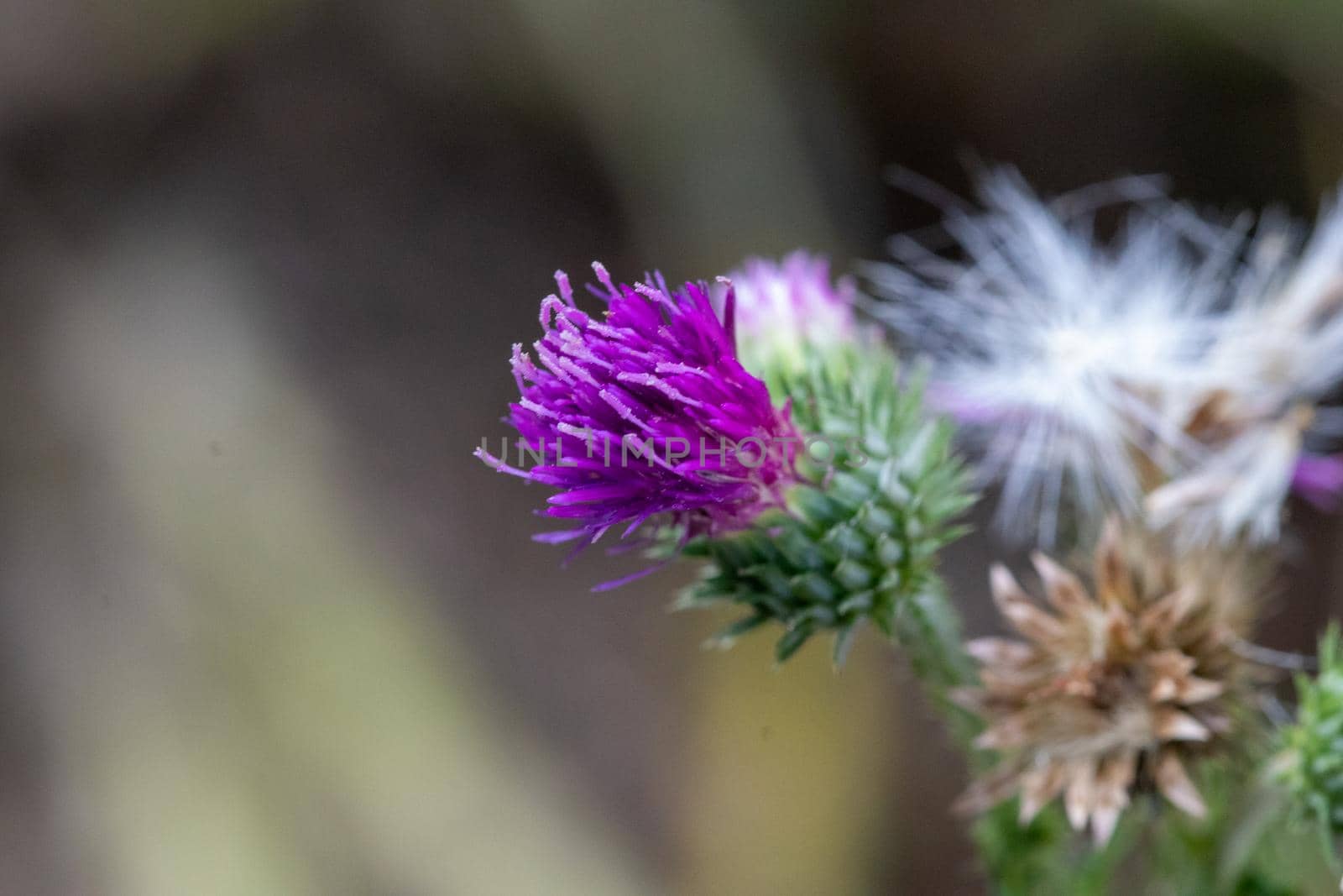 Blooming thistle by reinerc