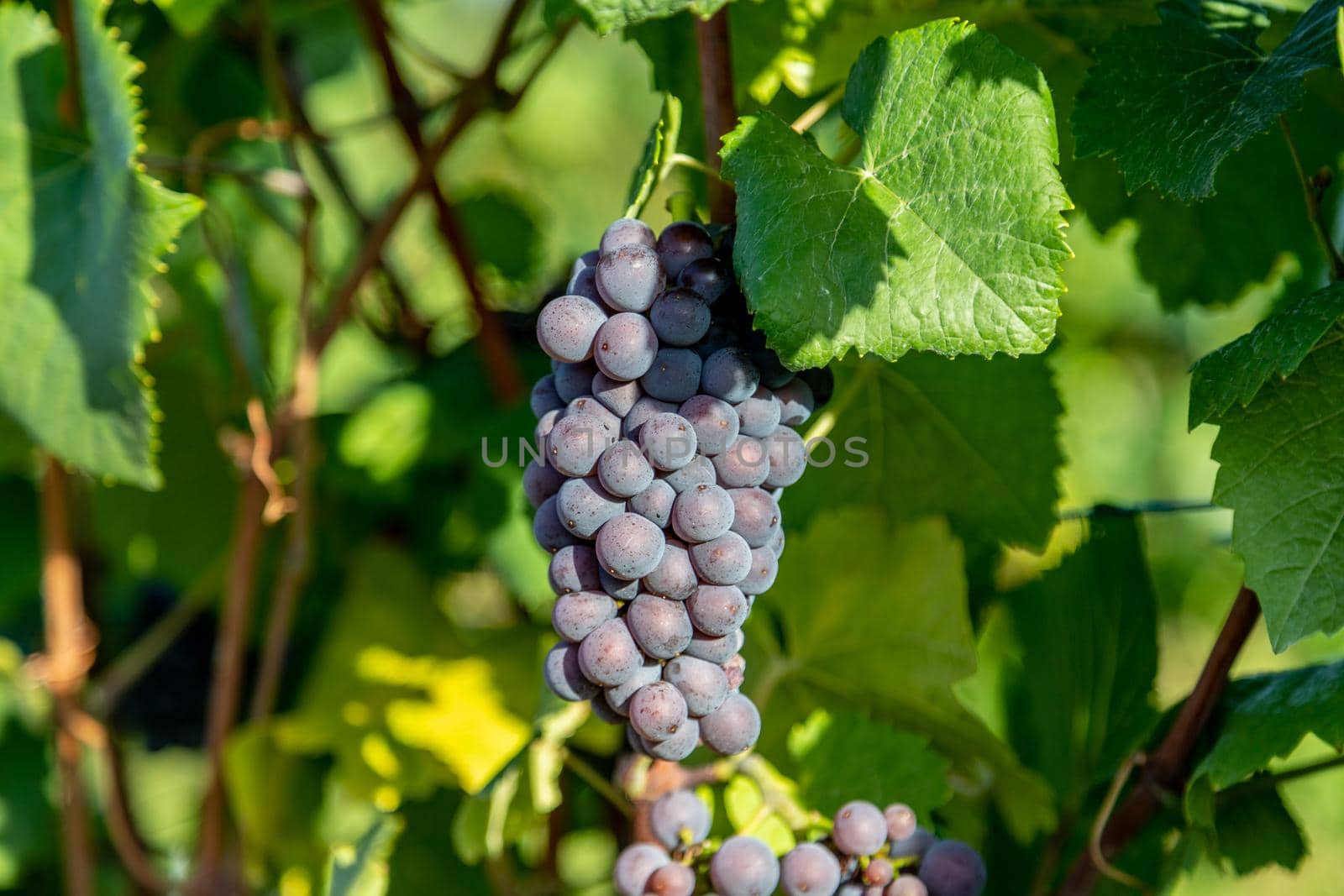 Red wine grape blue Pinot Noir in a vineyard in Brauneberg on the river  Moselle