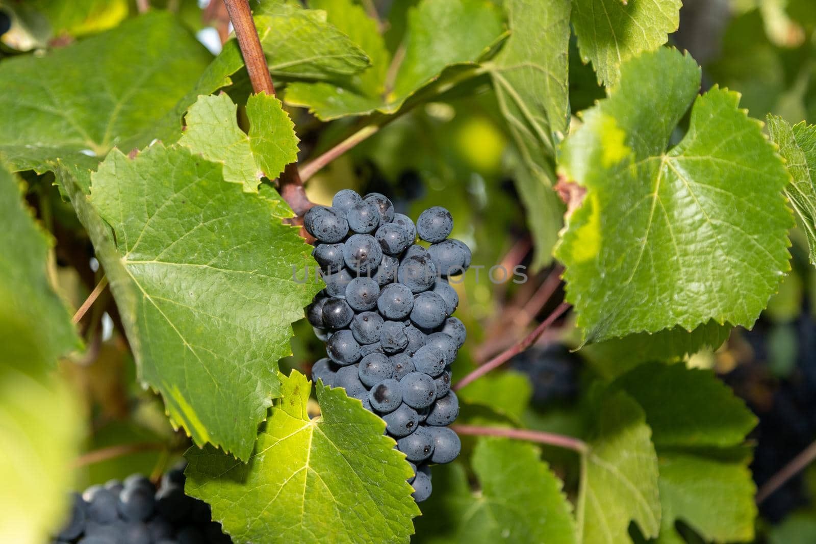 Red wine grape blue Pinot Noir by reinerc