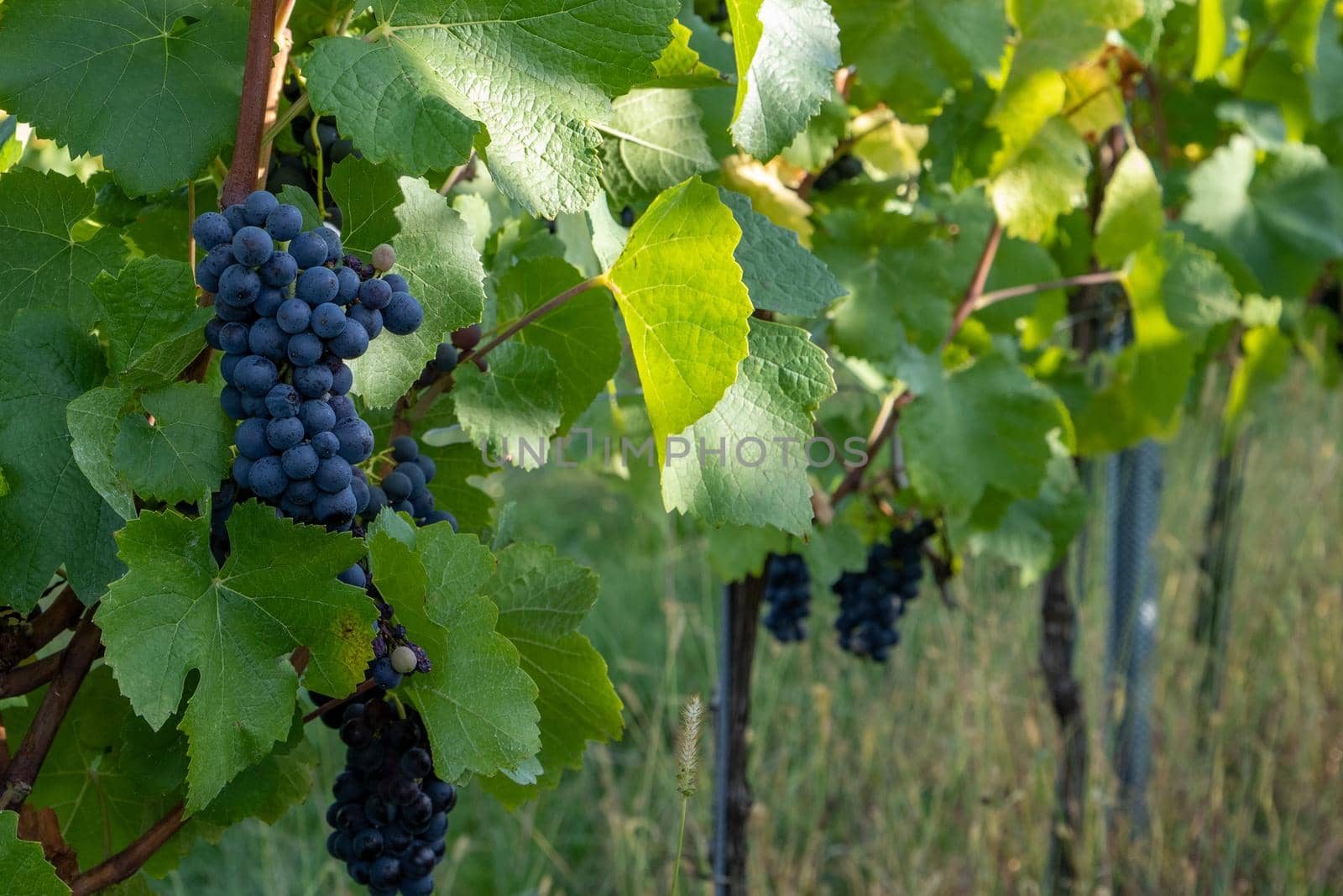 Red wine grape blue Pinot Noir in a vineyard in Brauneberg on the river  Moselle