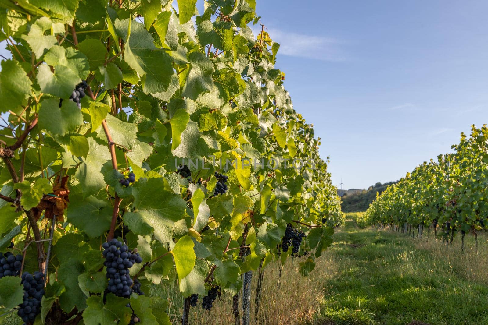 Red wine grape blue Pinot Noir in a vineyard in Brauneberg on the river  Moselle