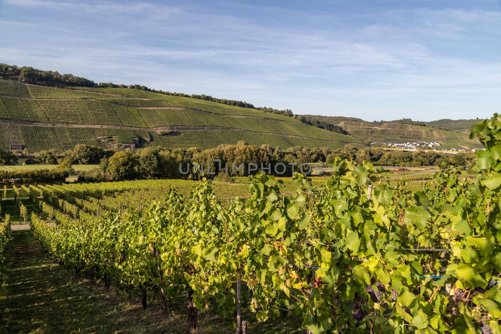 Vineyard in autumn just before the grape harvest in Brauneberg on the Moselle