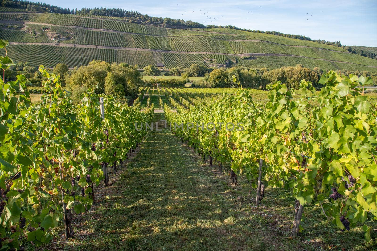 Vineyard in autumn just before the grape harvest in Brauneberg by reinerc