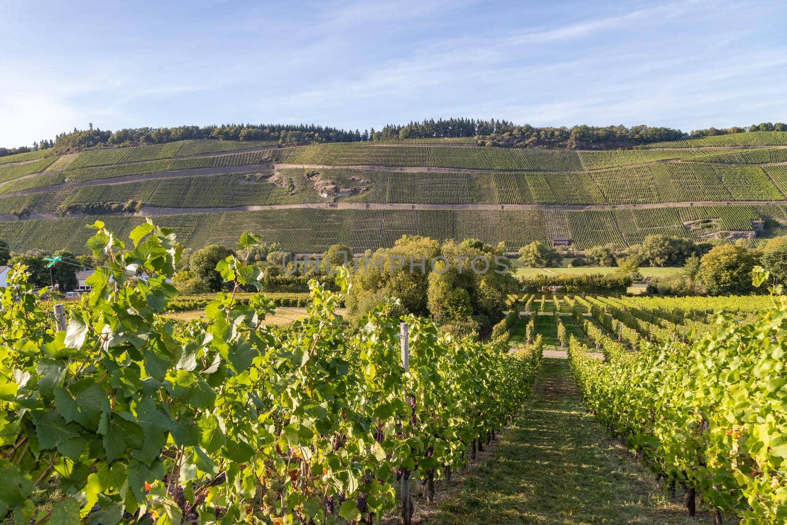 Vineyard in Brauneberg on river moselle by reinerc