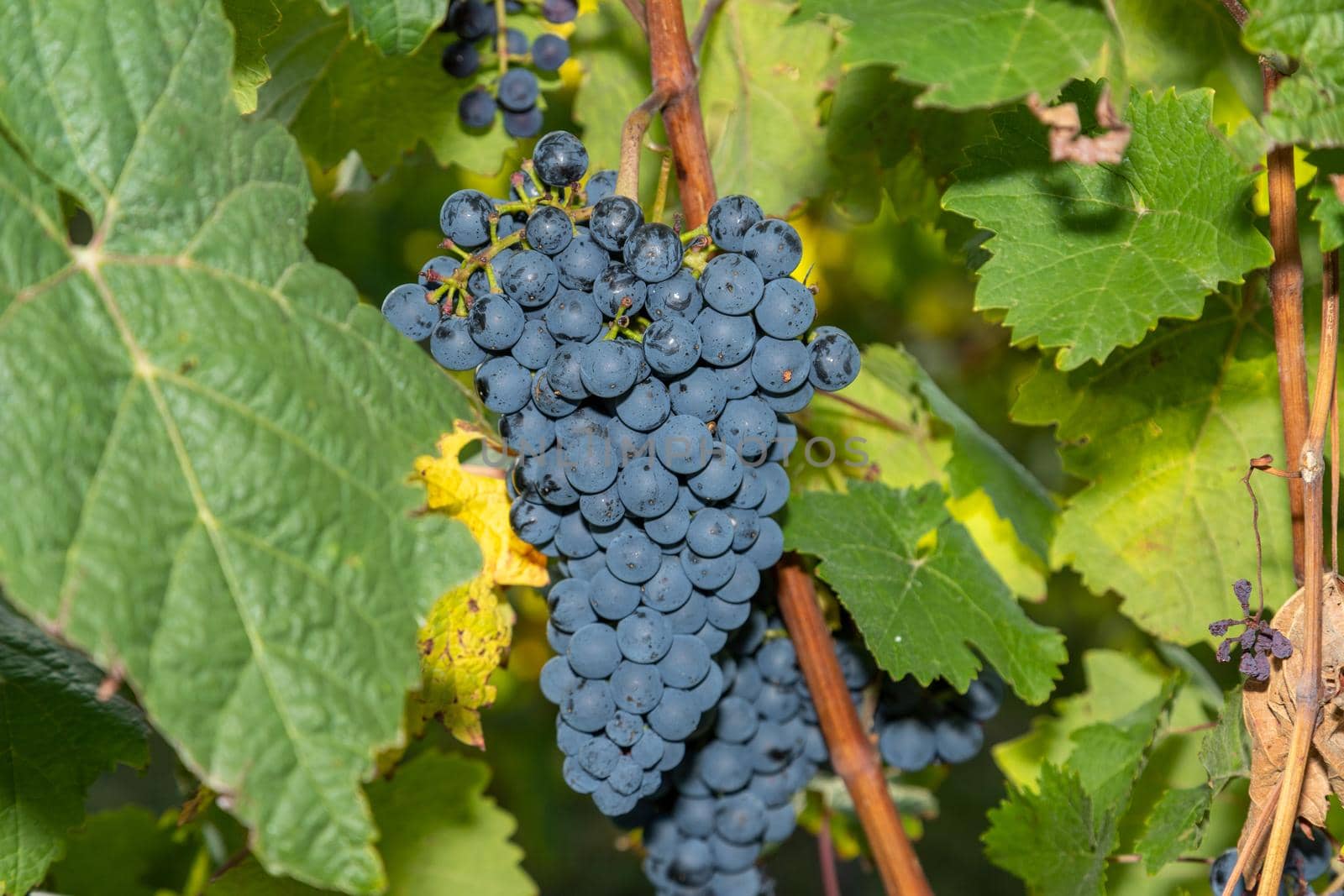 Red wine grape Dornfelder by reinerc