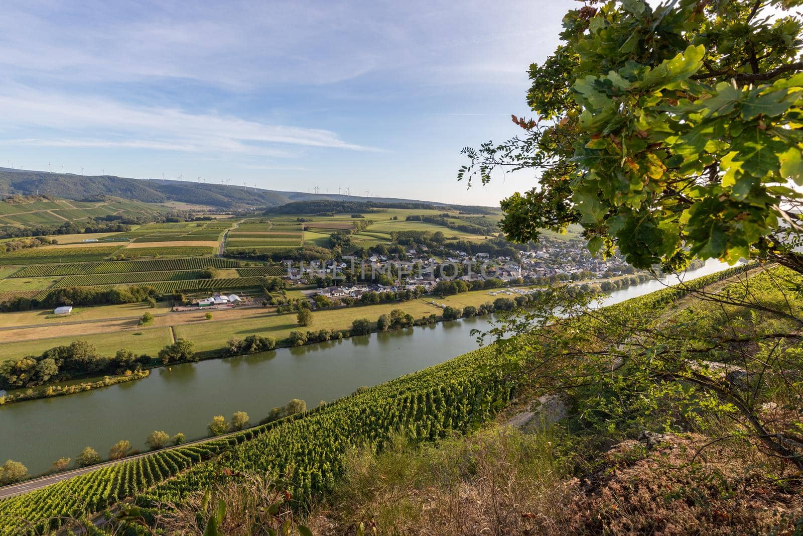 Panoramic view of the Moselle valley with the wine village Brauneberg in the background on a sunny autumn day