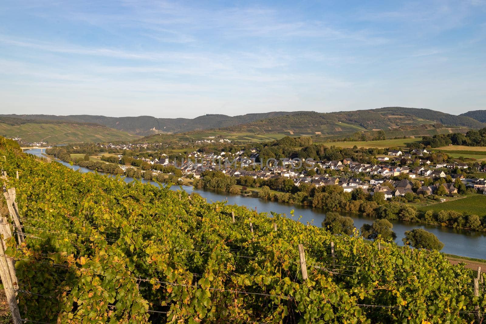 Panoramic view of the Moselle valley with the wine village Brauneberg in the background on a sunny autumn day