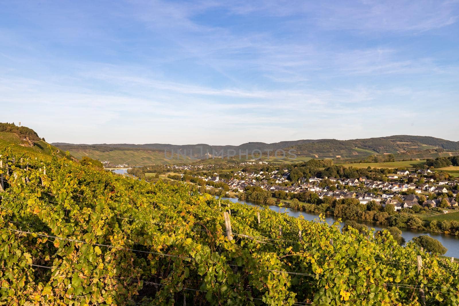 Panoramic view of the Moselle valley with the wine village Brauneberg in the background on a sunny autumn day