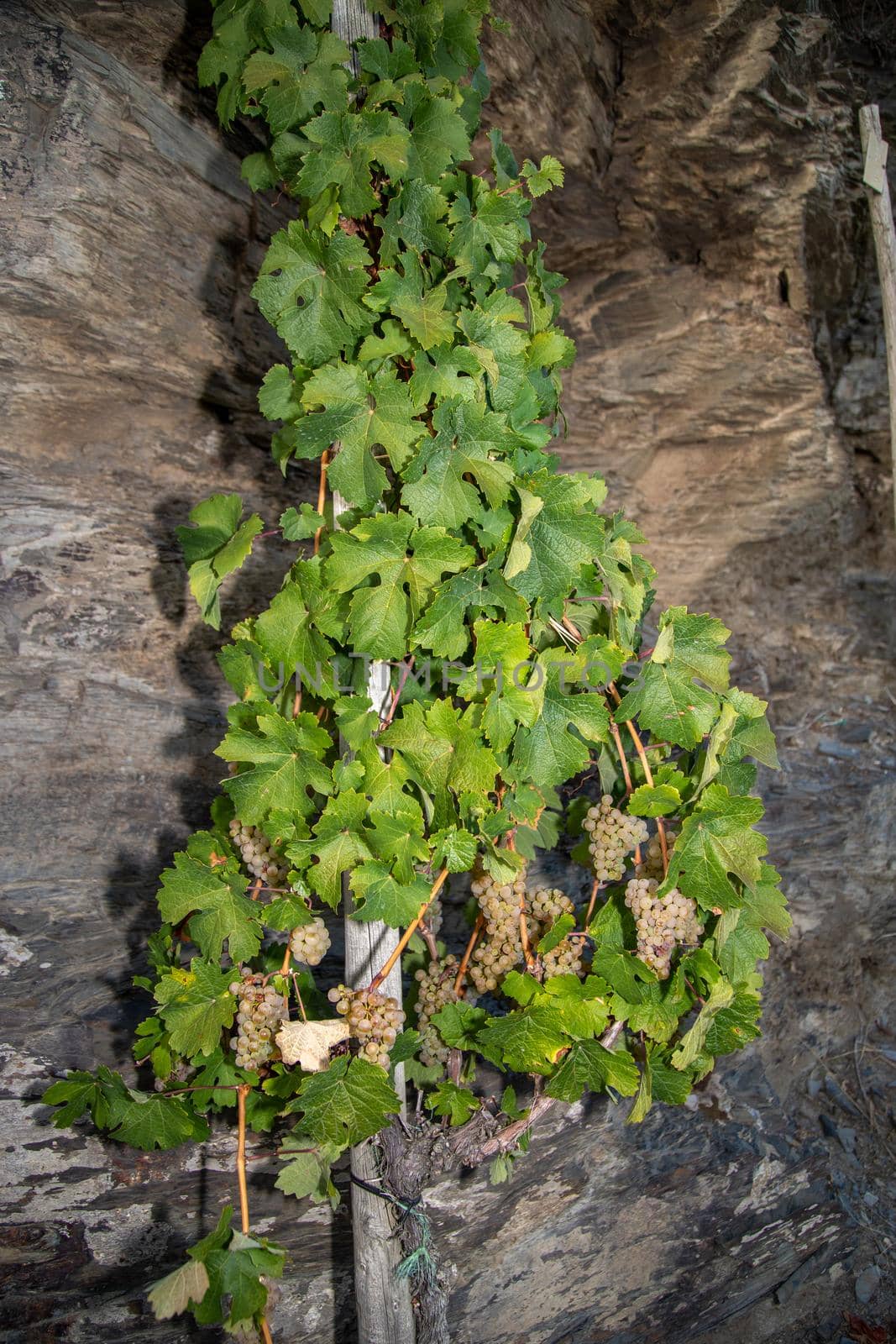 Vine with Riesling grapes by reinerc