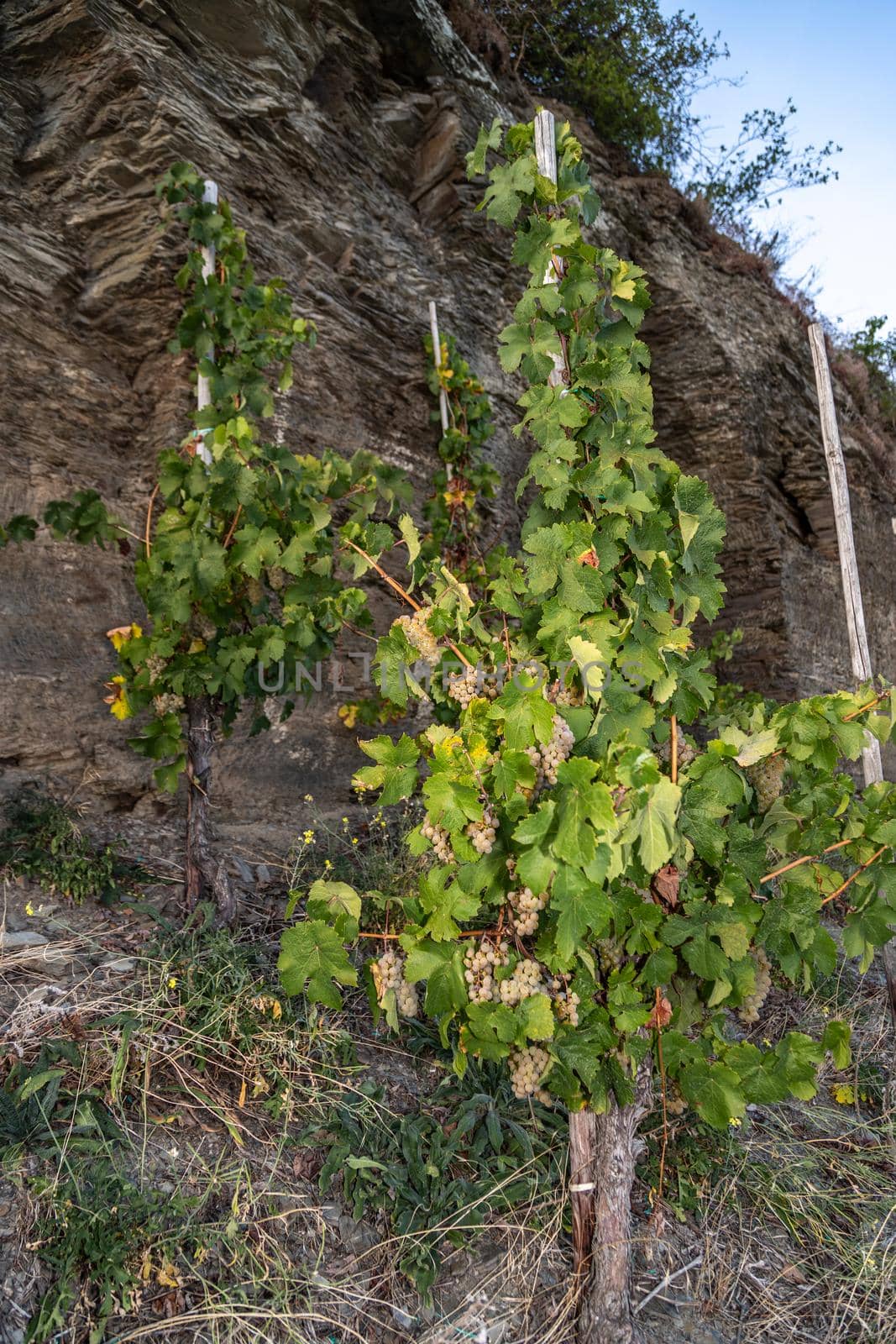 Vine with Riesling grapes by reinerc