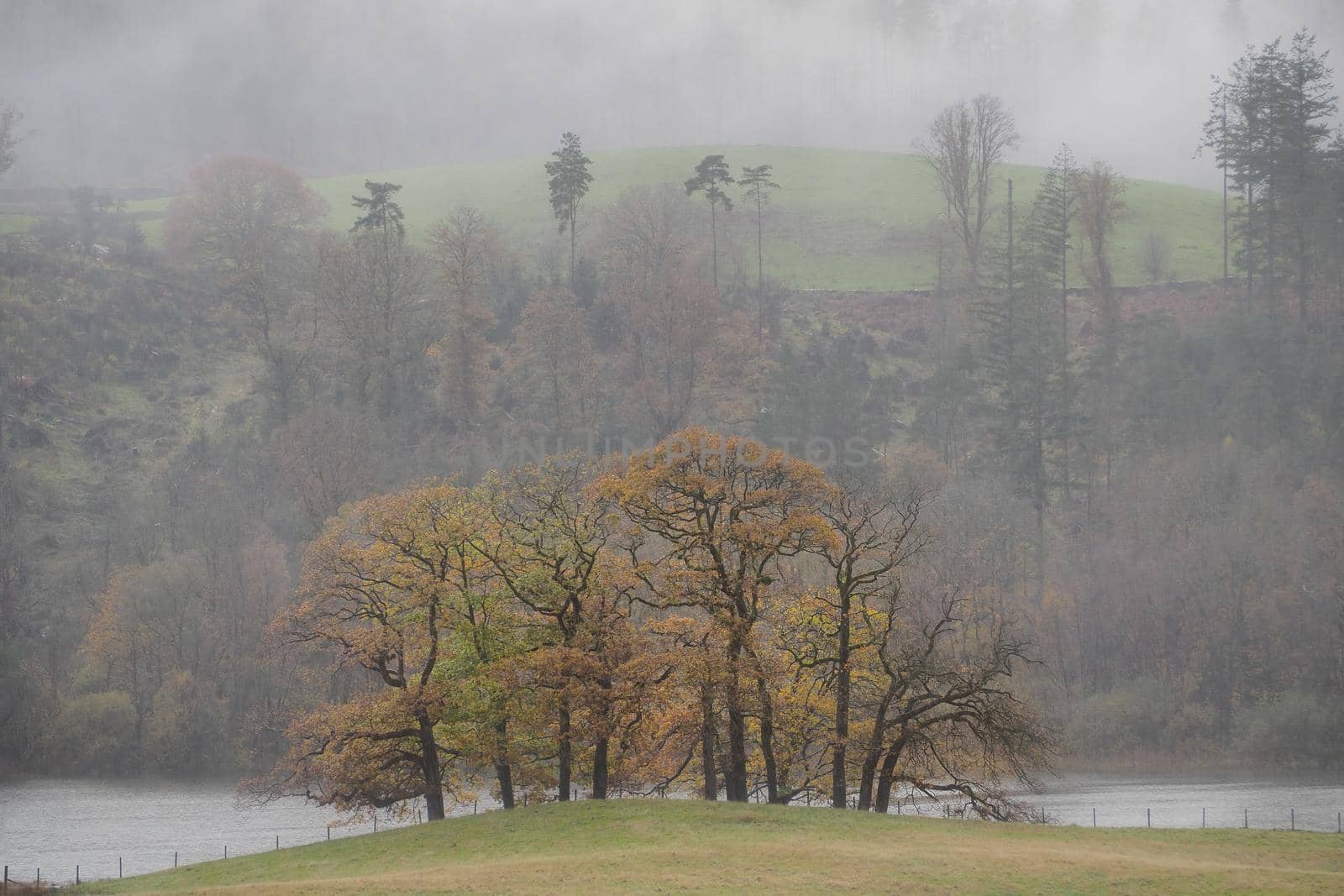 A small lone group of trees in the autumnal mist, Esthwaite Water, Lake District by PhilHarland
