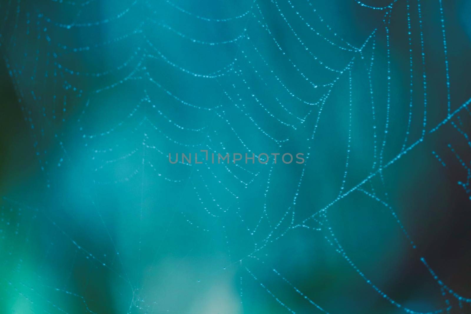 image of blurred abstract and art with bokeh of cobweb light cold tone