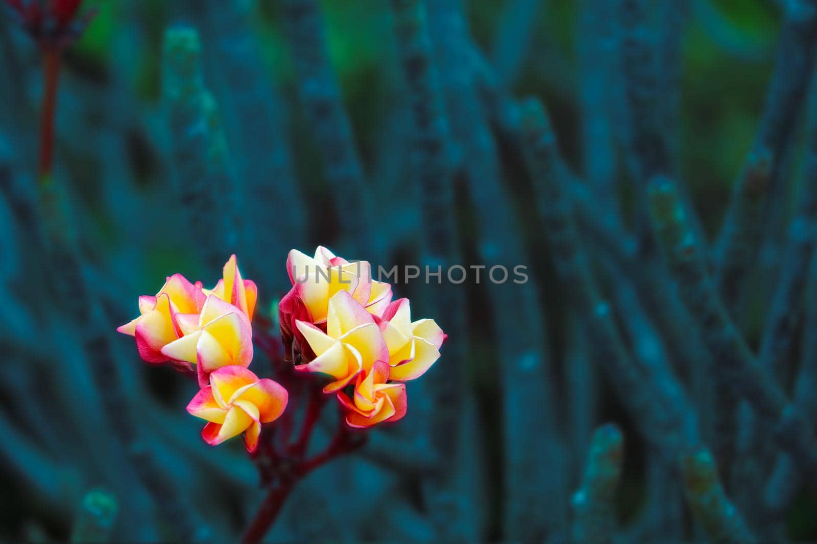 Plumeria red yellow white flower and frangipani floral, Plumeria Flower buds and green leaves background in the garden