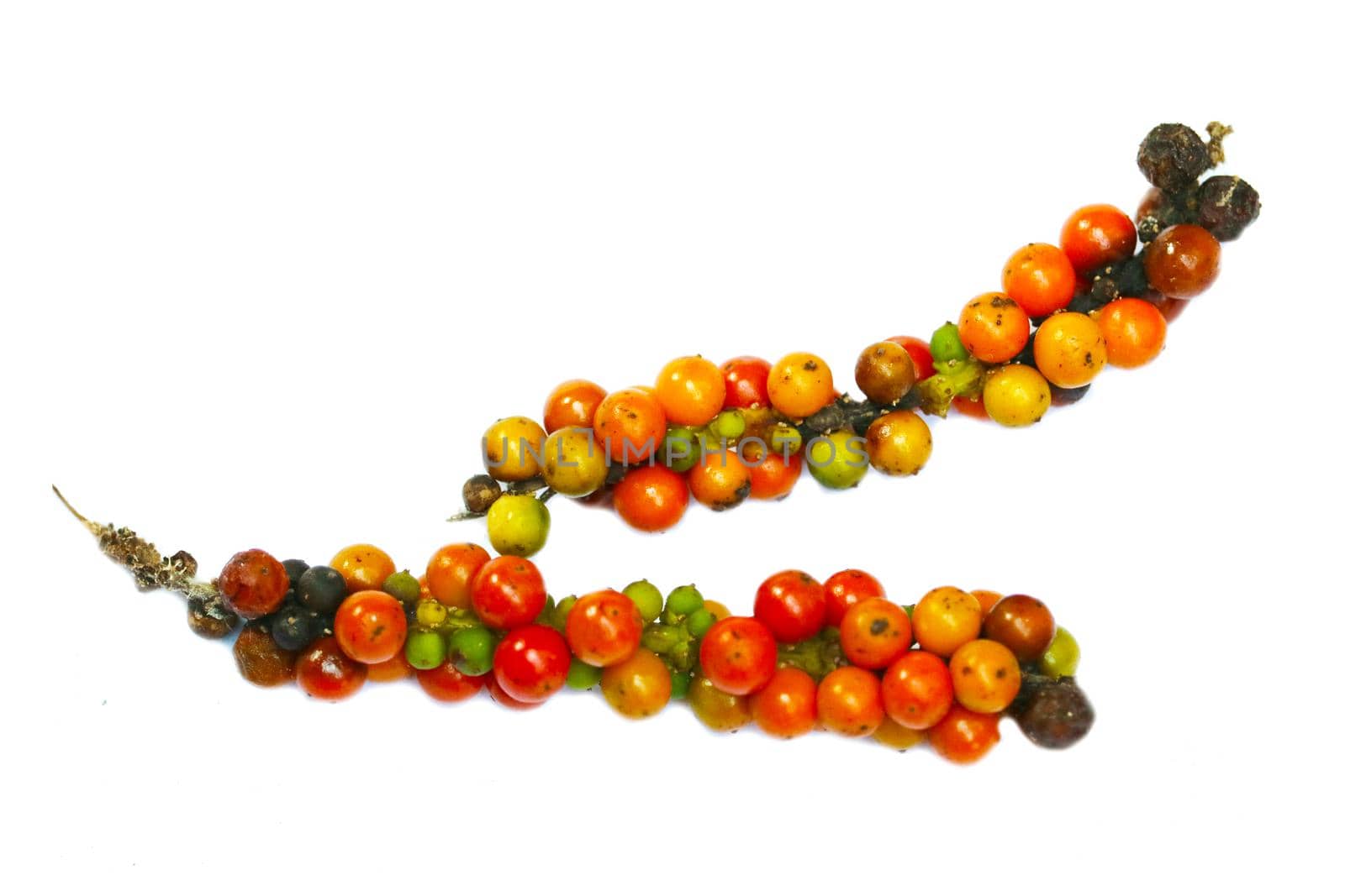 colorful and multicolor of raw fresh and dry pepper isolated background