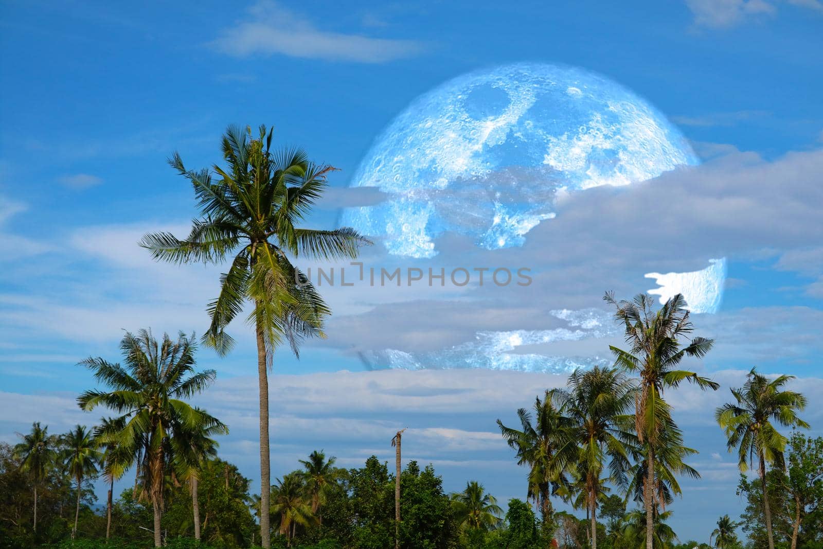 Super harvest blue moon and coconuts trees in the field, Elements of this image furnished by NASA