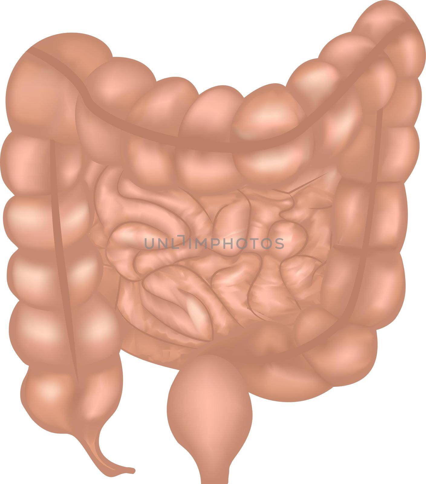 Colon, intestinal tract system vector monochrome illustration