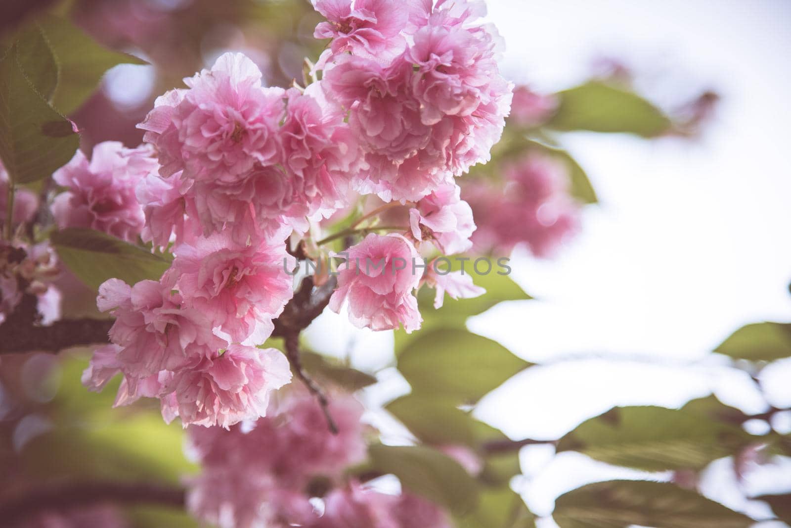 Close up picture of pink blooming cherry blossoms