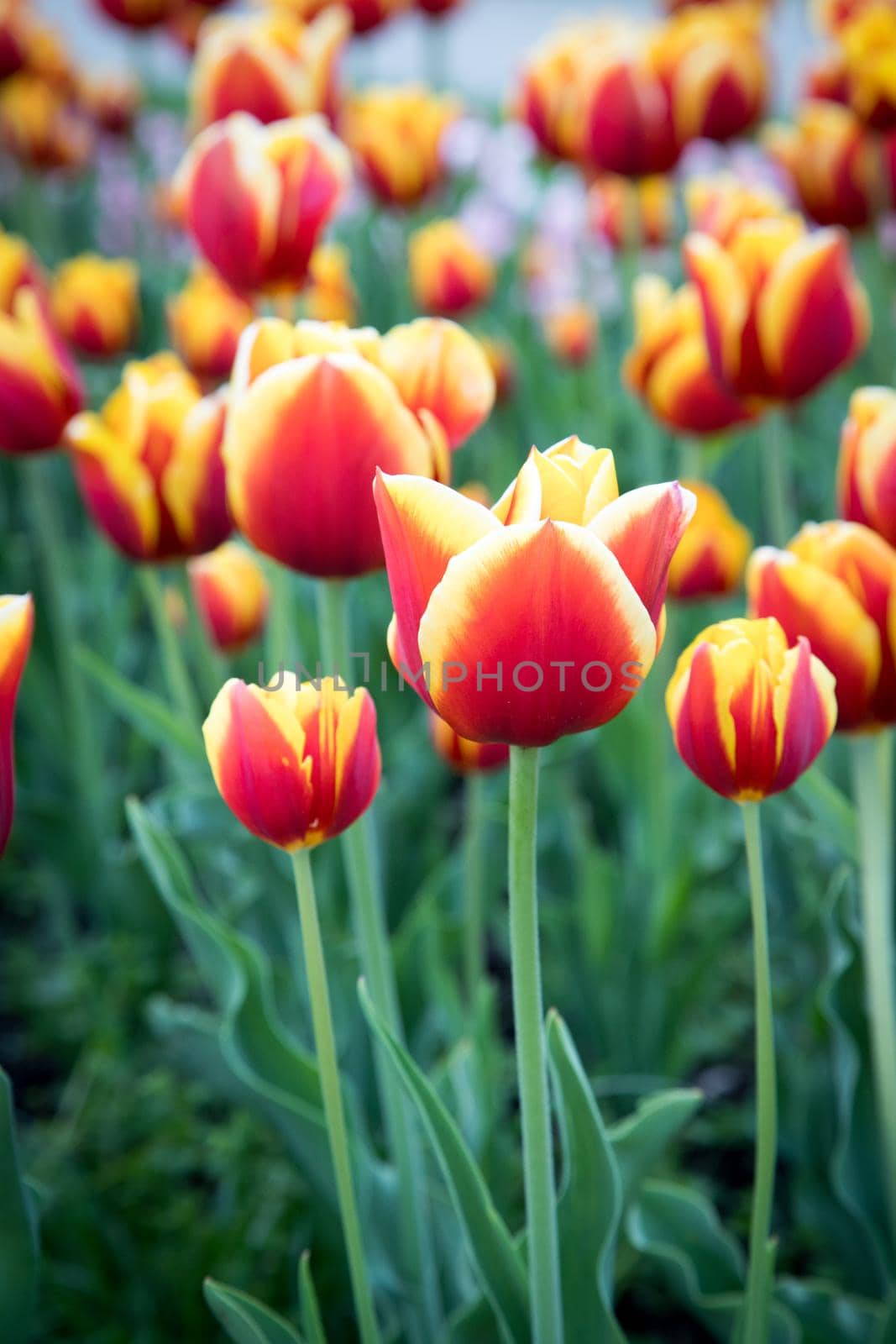Colorful spring flowers (tulips) in the public park
