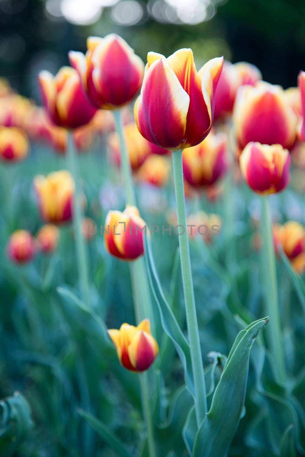 Arrangement of colorful spring flowers in the public park, springtime by Daxenbichler