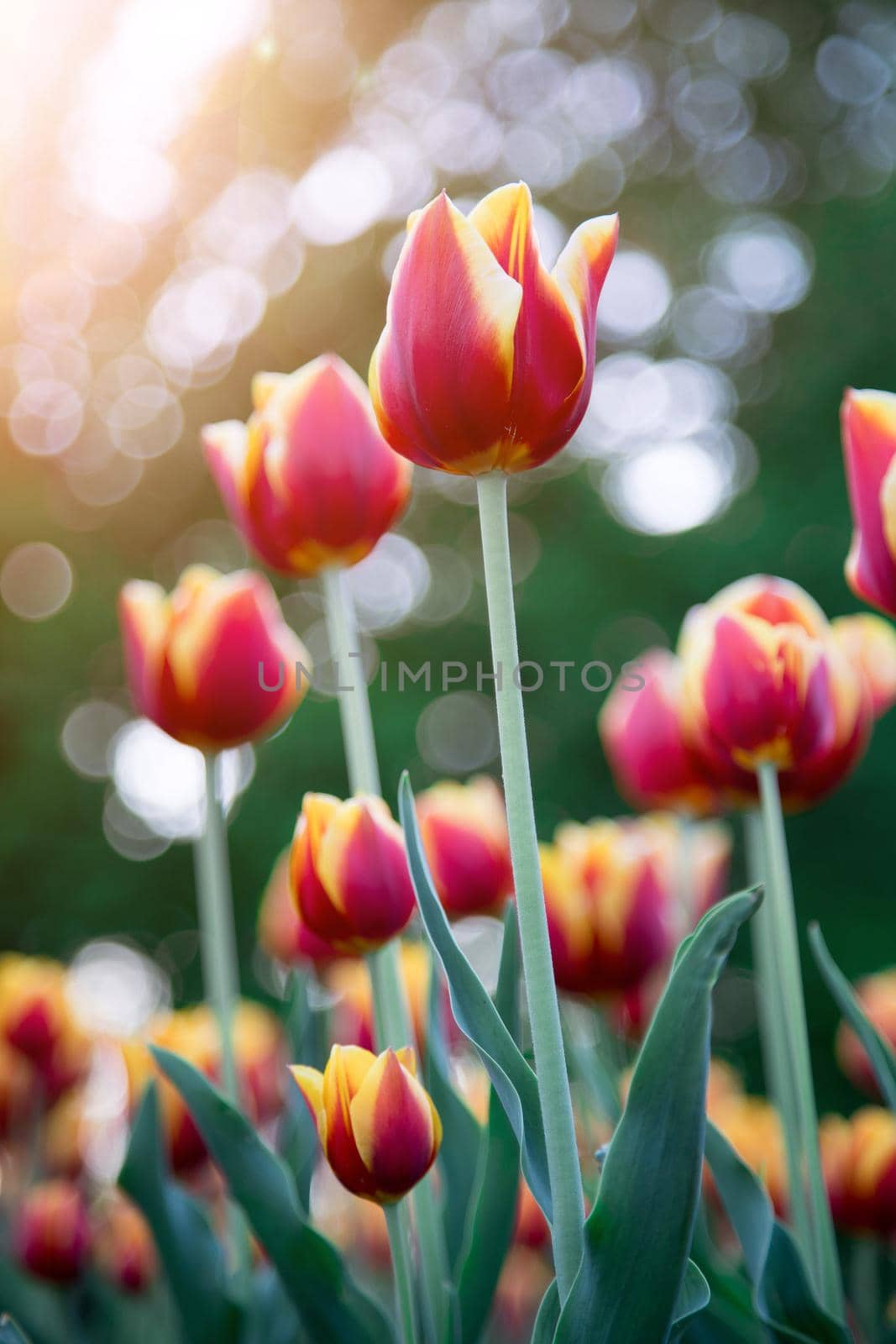 Colorful spring flowers (tulips) in the public park