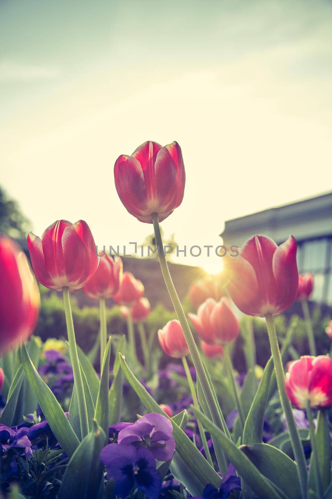 Colorful spring flowers (tulips) in the public park