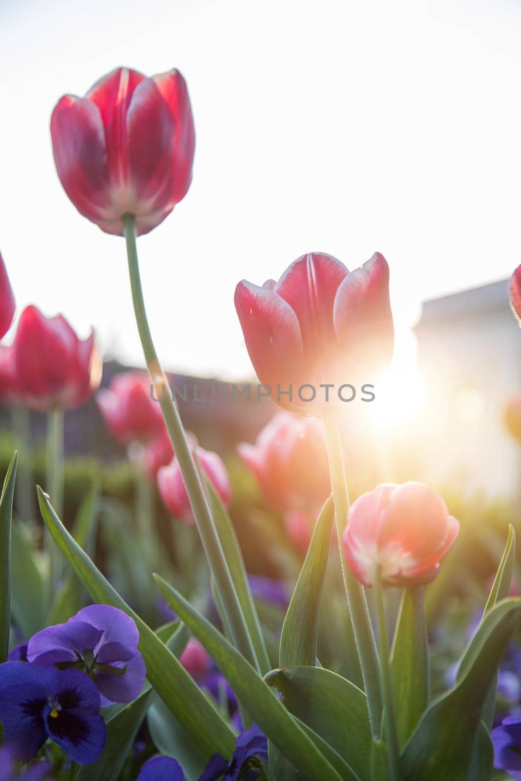 Arrangement of colorful spring flowers in the public park, springtime by Daxenbichler