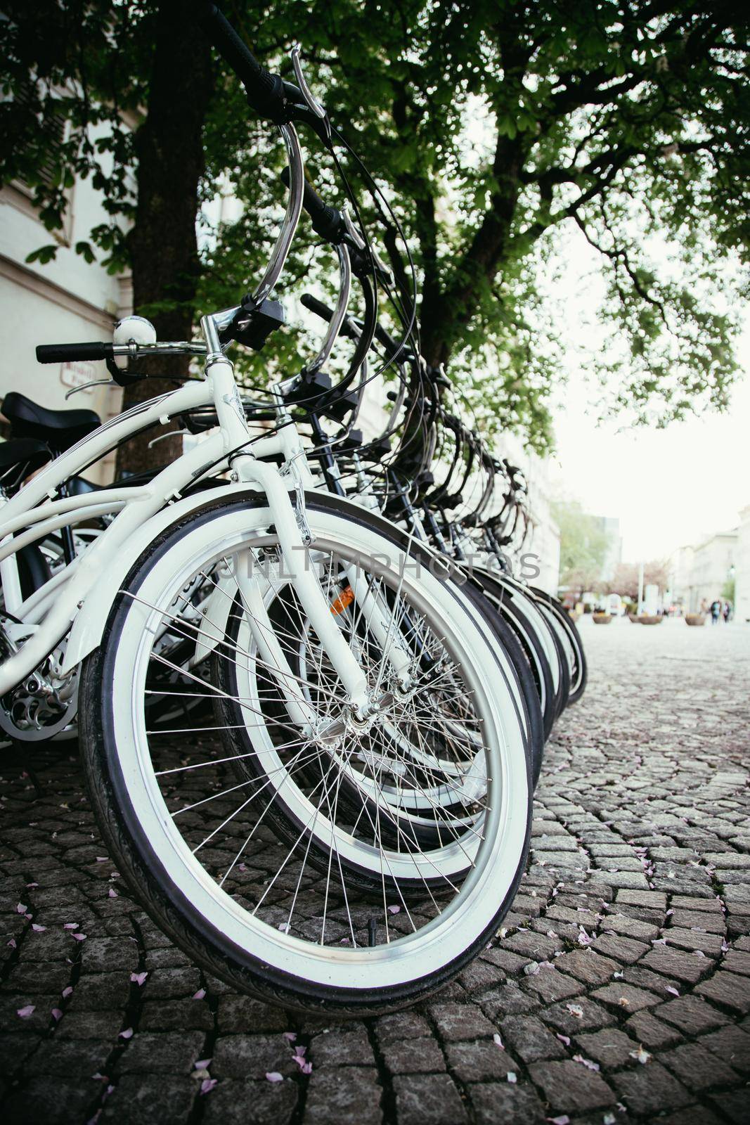 Parking bikes for rental in the city, tourism