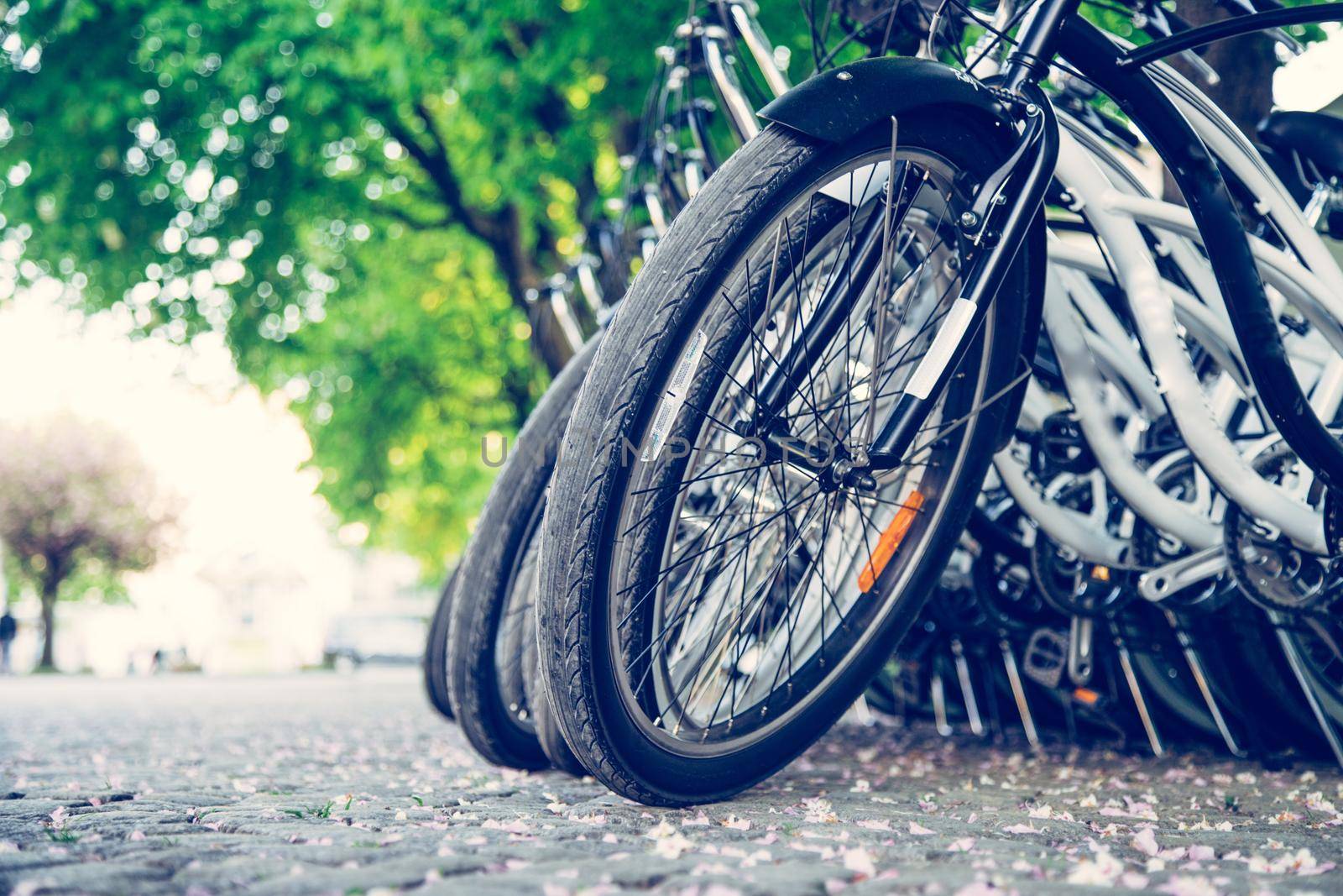 Parking bikes for rental in the city, tourism