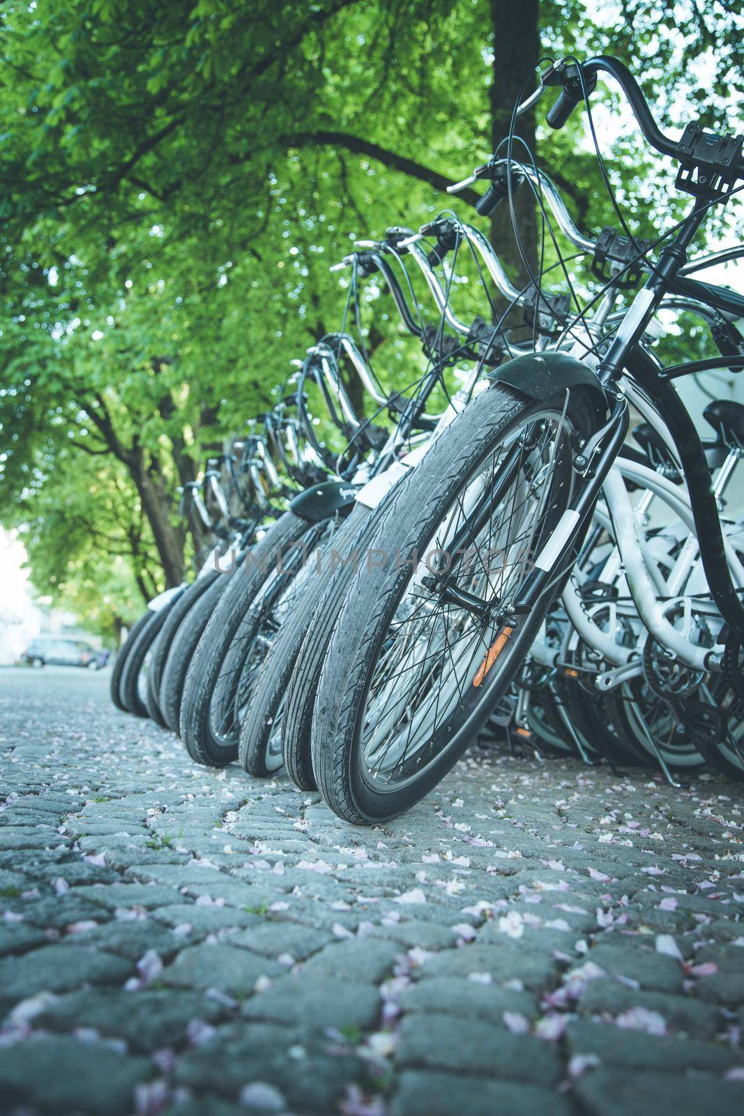 Parking bikes for rental in the city, tourism