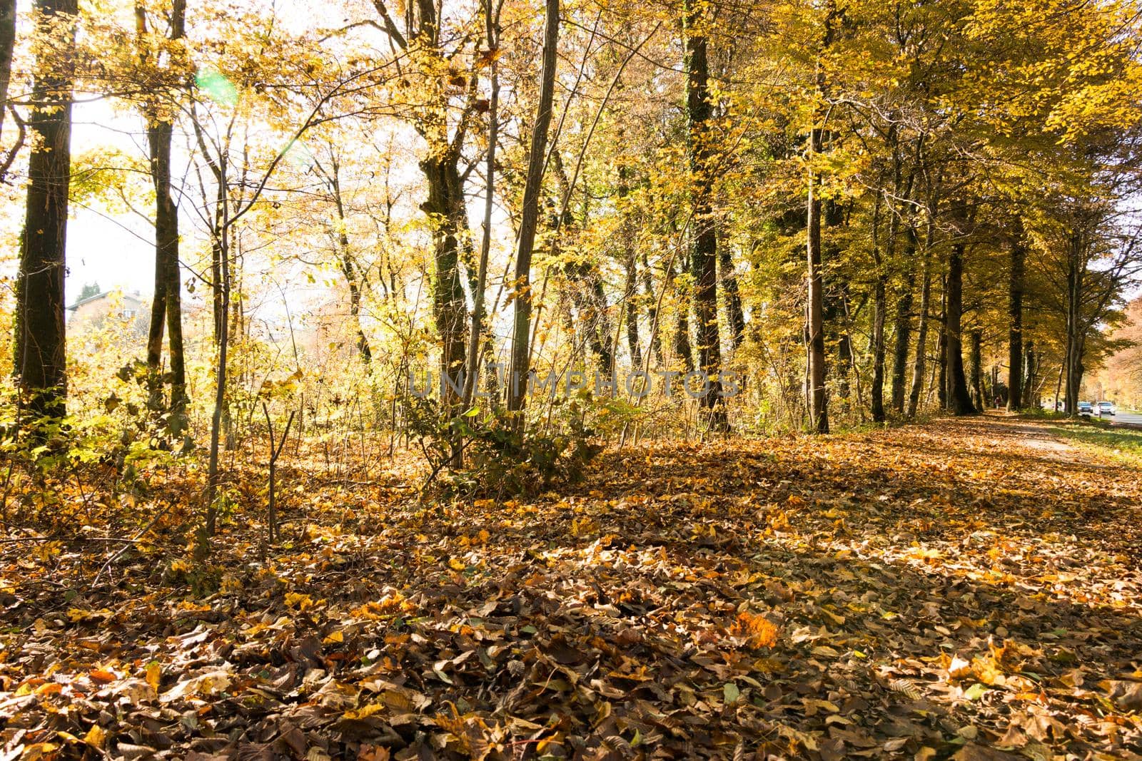 Beautiful park in autumn, bright sunny day with colorful leaves on the floor