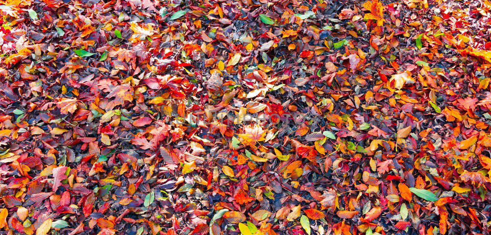 Colorful leaves in a park on the floor, autumn by Daxenbichler