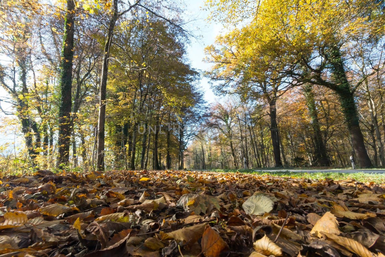 Beautiful park in autumn, bright sunny day with colorful leaves on the floor