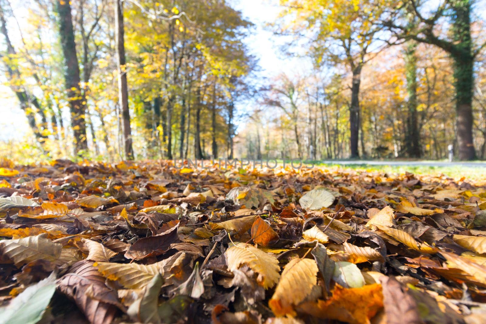 Beautiful park in autumn, bright sunny day with colorful leaves on the floor