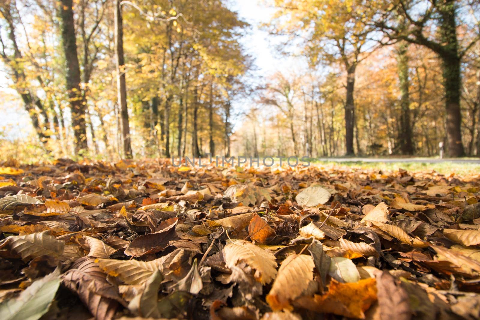 Beautiful park in autumn, bright sunny day with colorful leaves on the floor