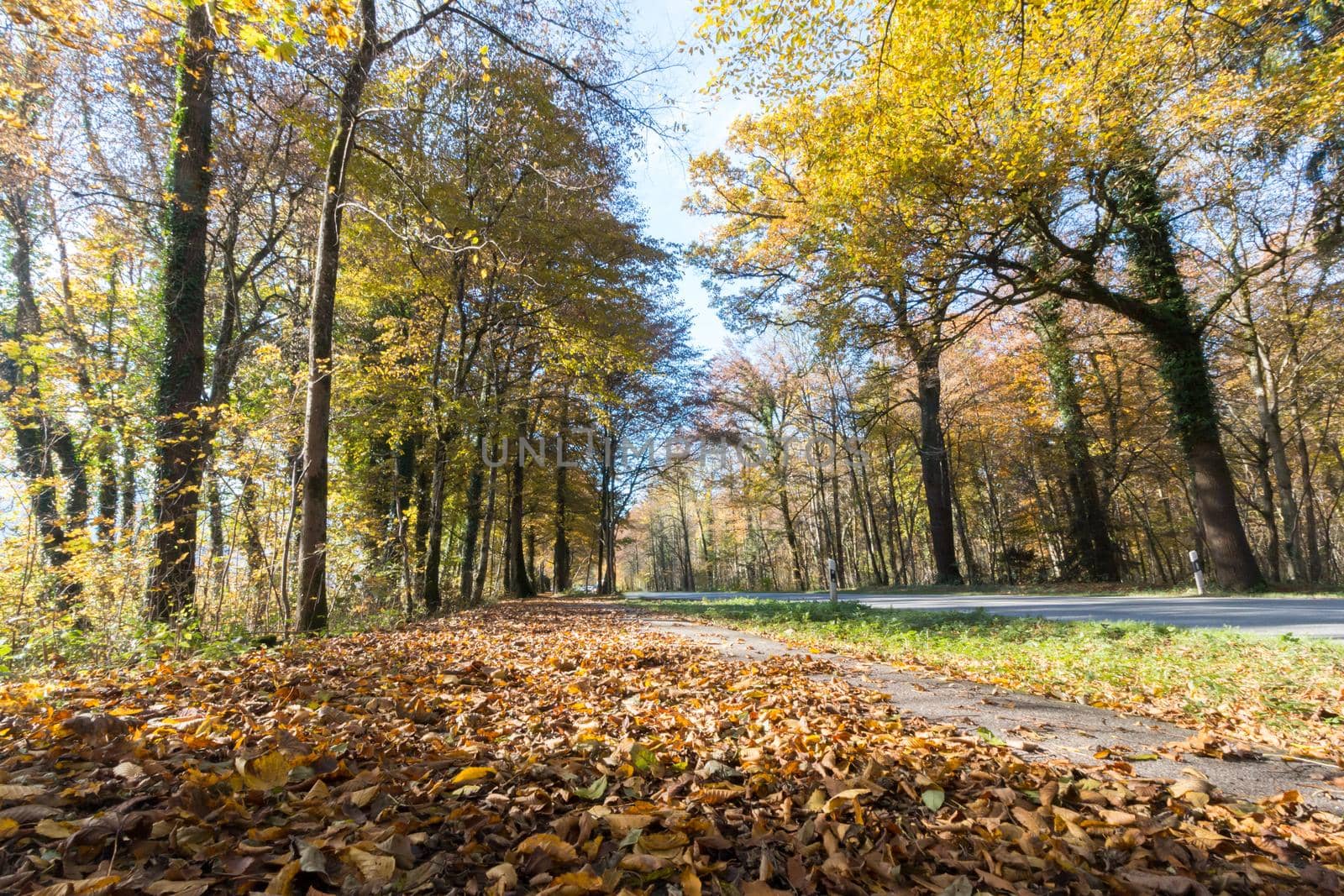 Beautiful park in autumn, bright sunny day with colorful leaves on the floor