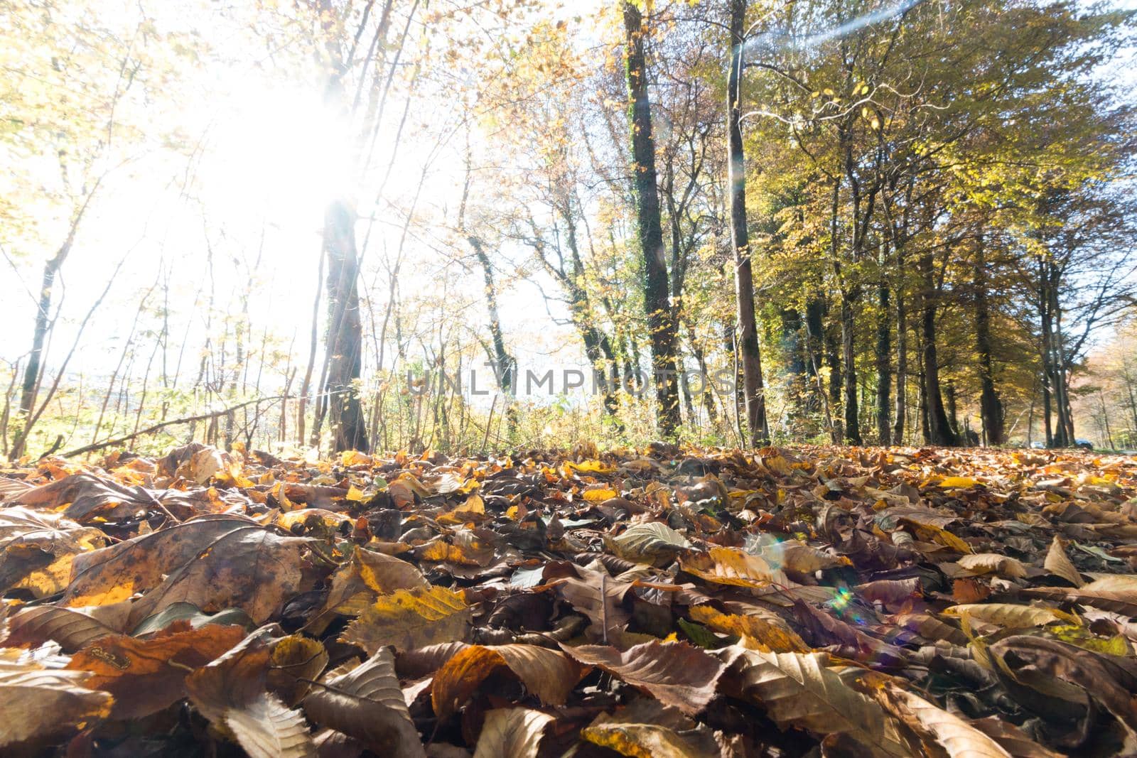 Beautiful park in autumn, bright sunny day with colorful leaves on the floor