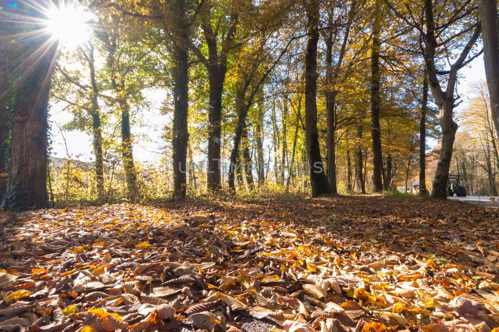 Beautiful park in autumn, bright sunny day with colorful leaves on the floor