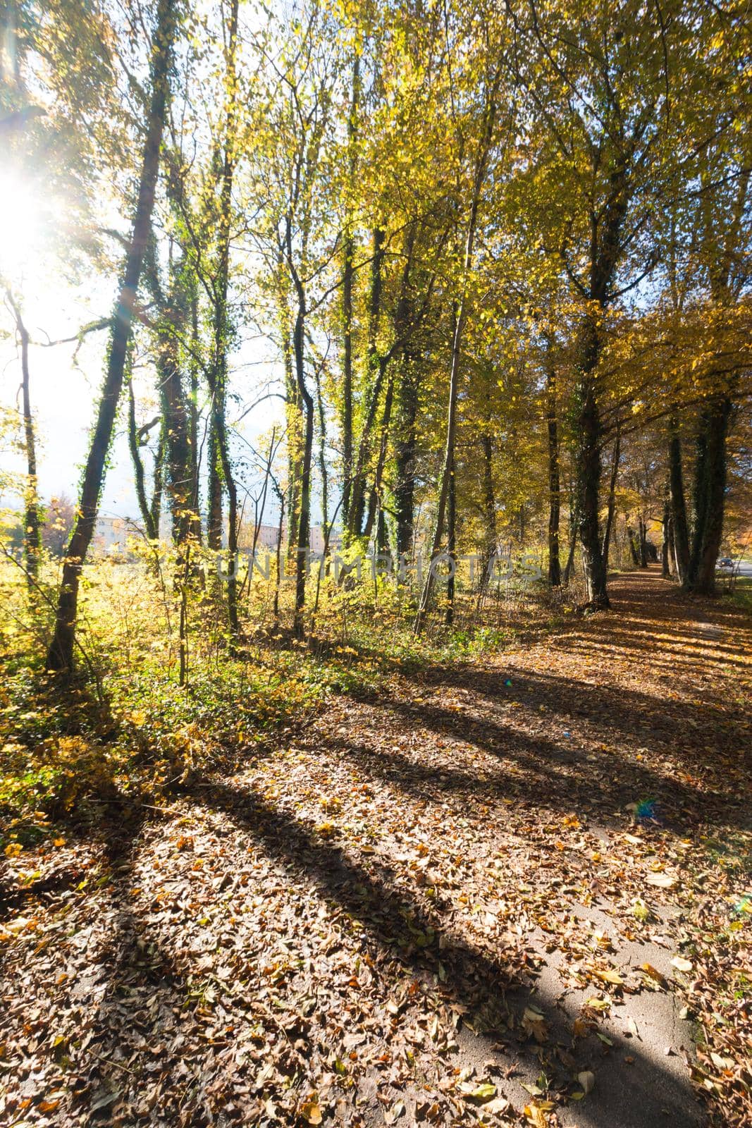 Beautiful park in autumn, bright sunny day with colorful leaves on the floor