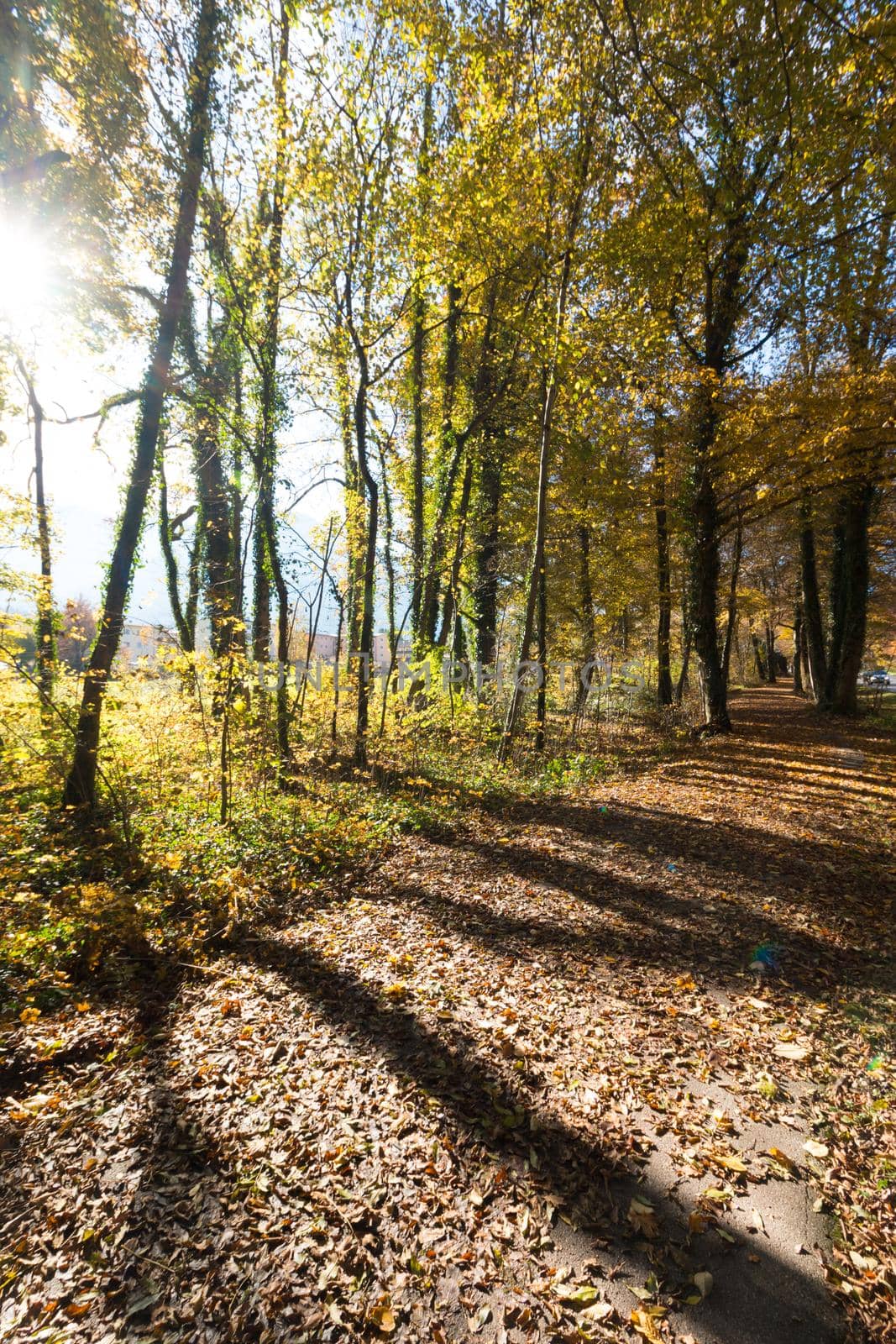 Beautiful park in autumn, bright sunny day with colorful leaves on the floor