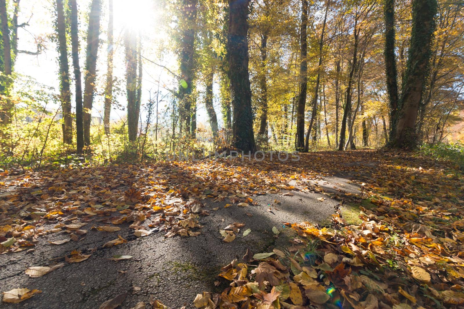 Beautiful park in autumn, bright sunny day with colorful leaves on the floor