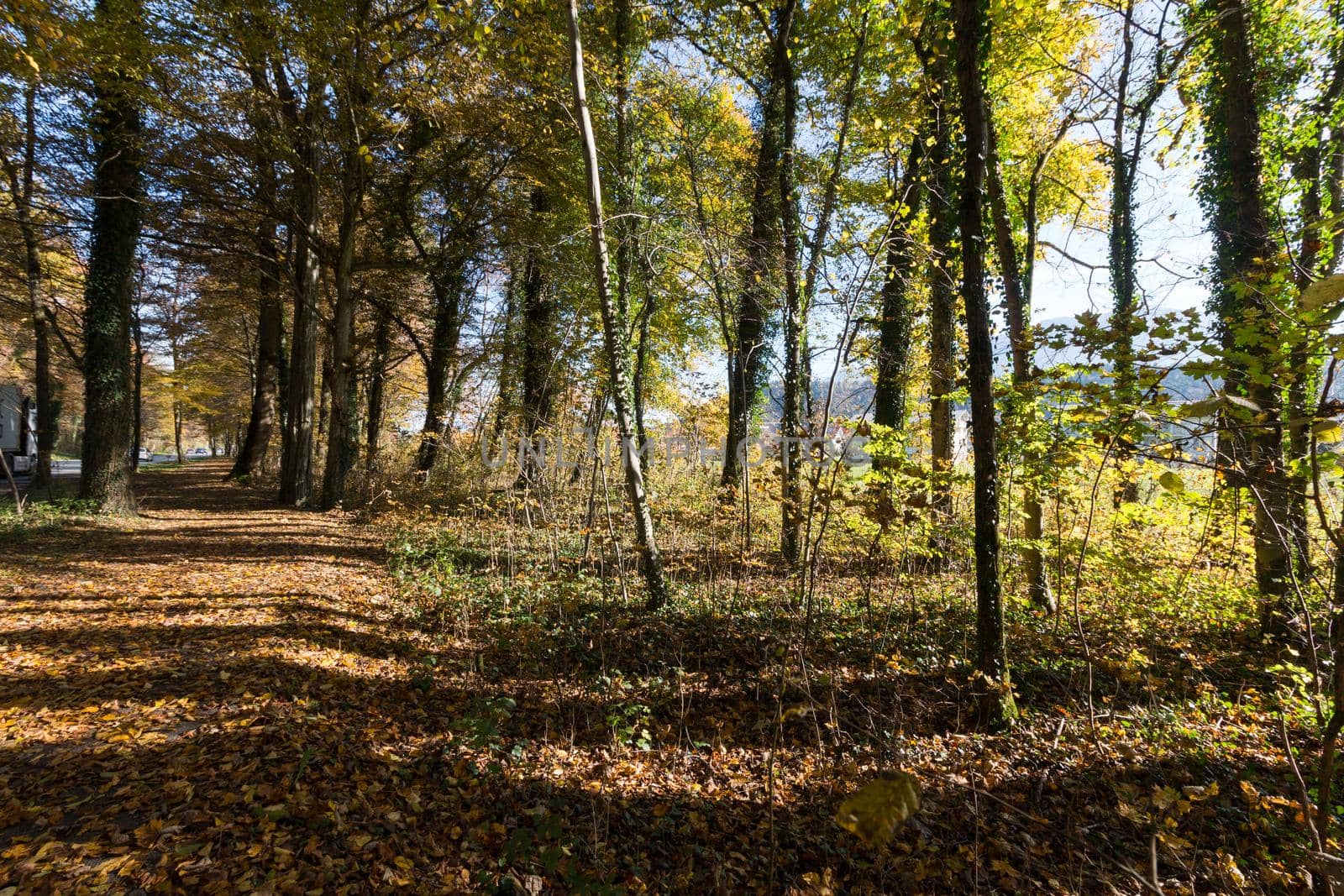 Beautiful park in autumn, bright sunny day with colorful leaves on the floor