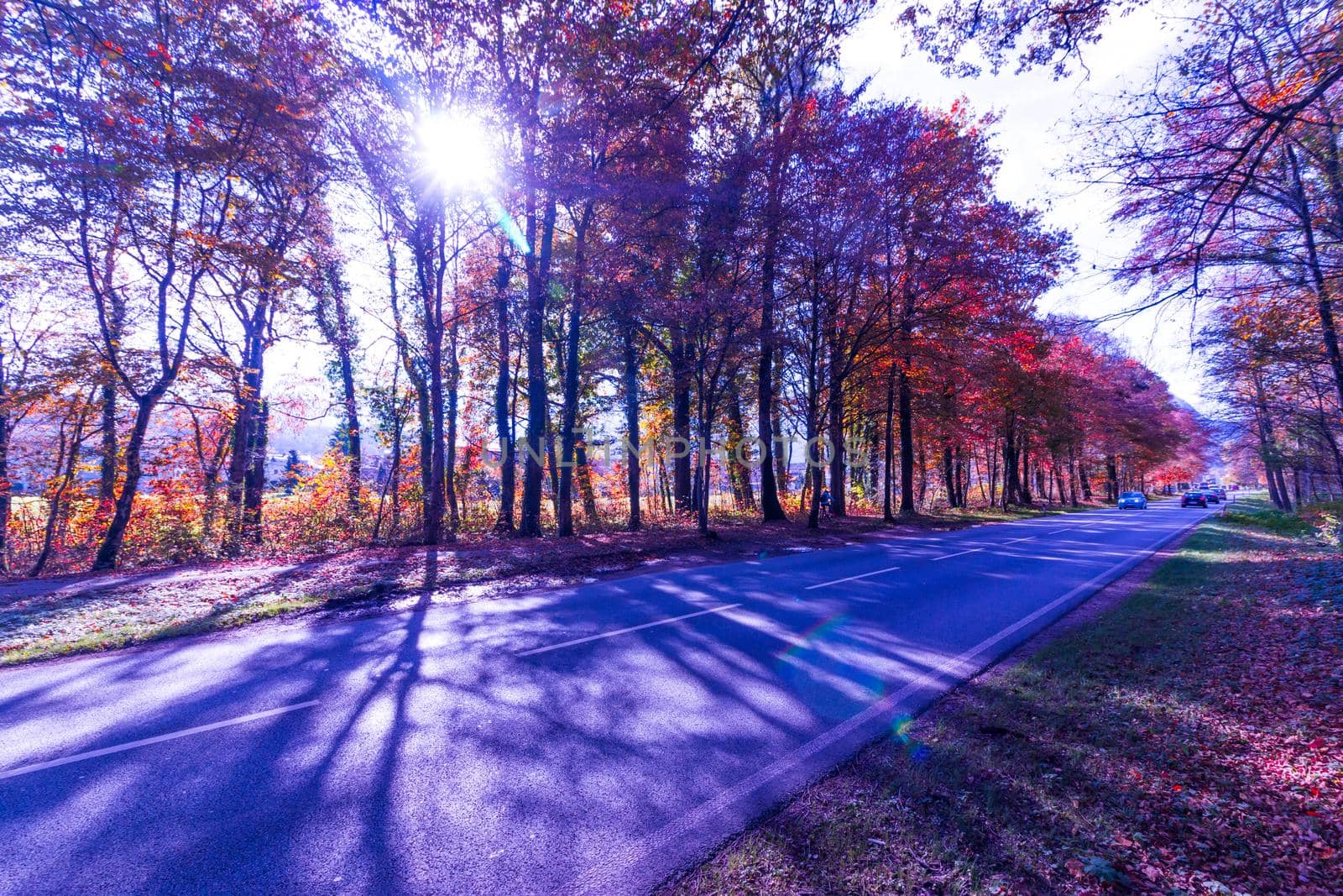 Beautiful park in autumn, bright sunny day with colorful leaves on the floor