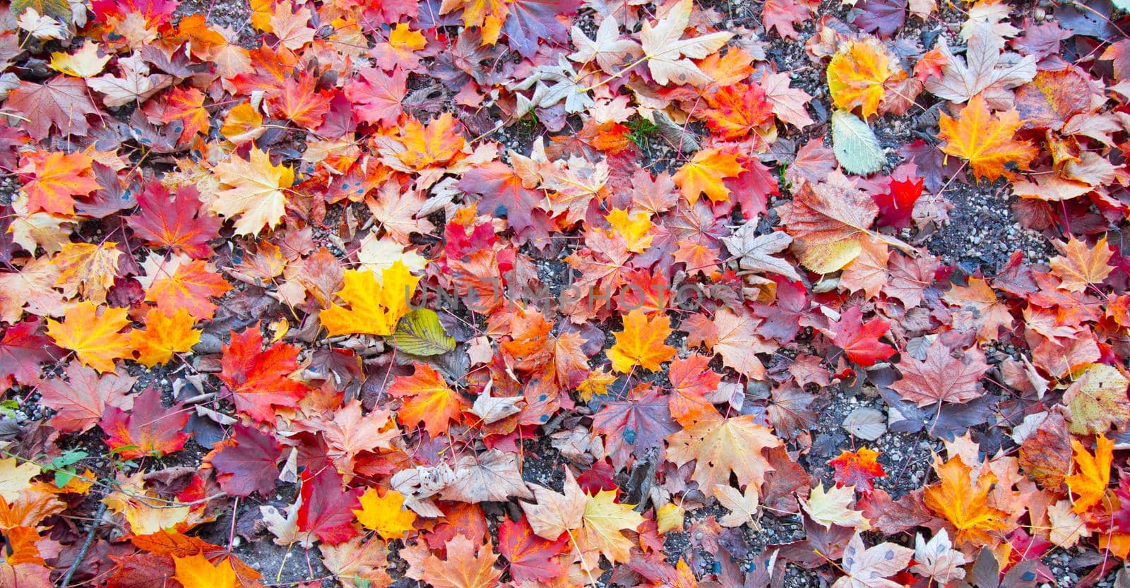 Colorful leaves on the floor, park flair, background