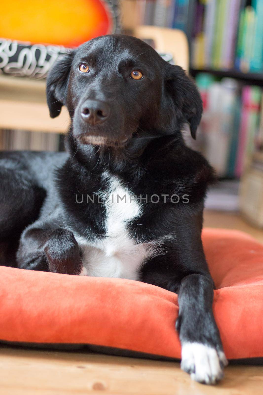 Black dog is relaxing: Labrador hybrid is lying on the wooden floor and relaxing by Daxenbichler
