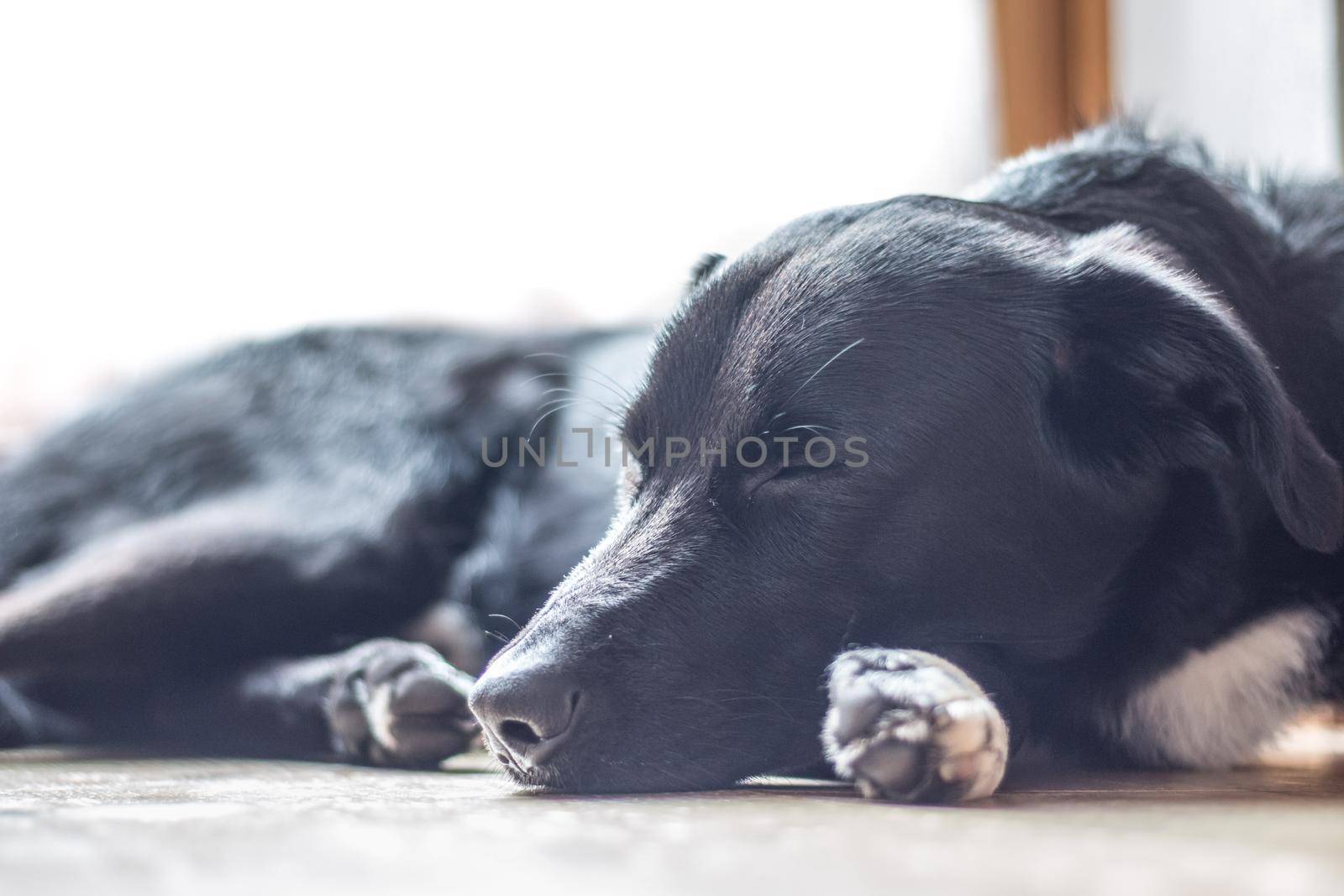 Cute black dog is lying on the floor and relaxing