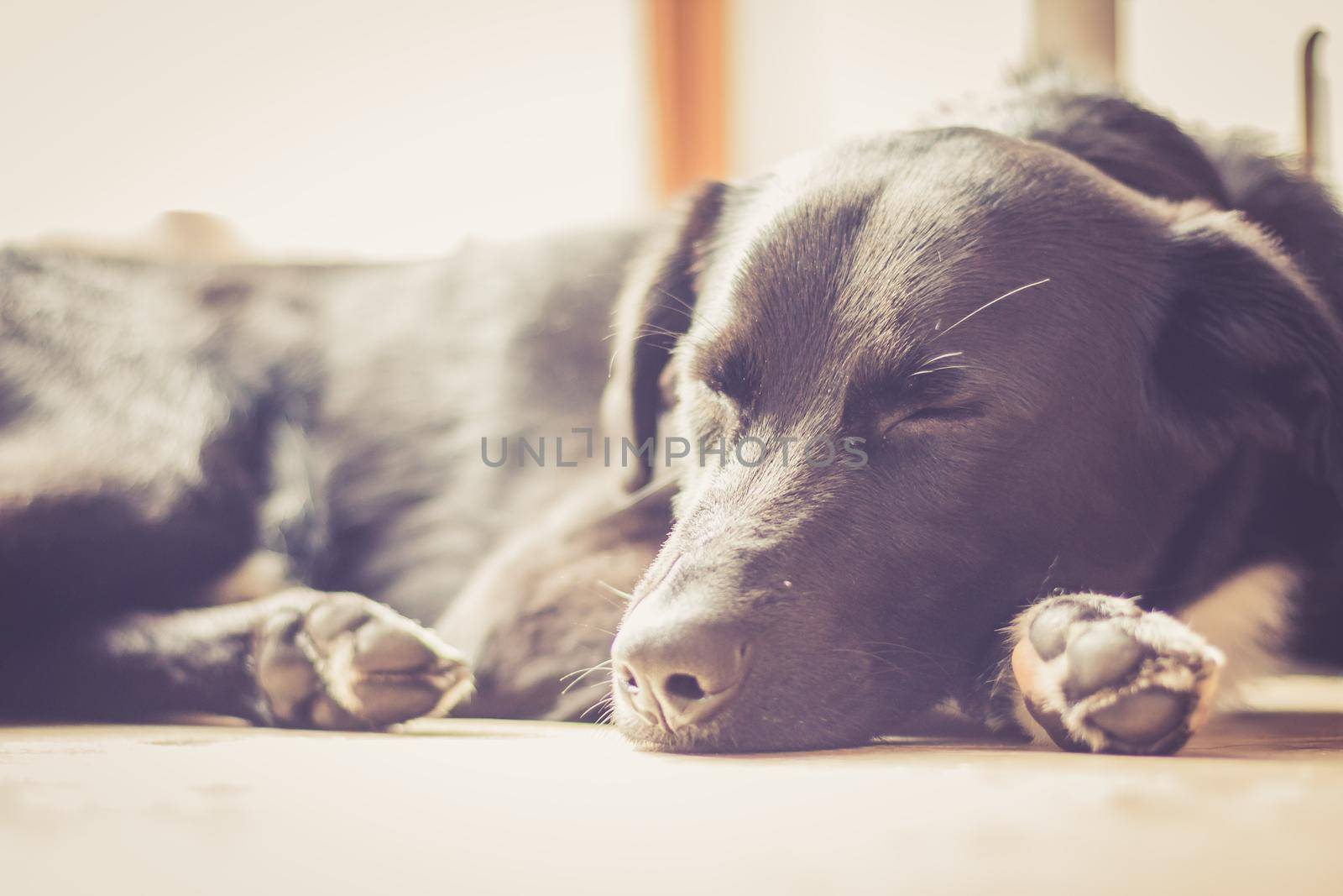 Cute black dog is lying on the floor and relaxing