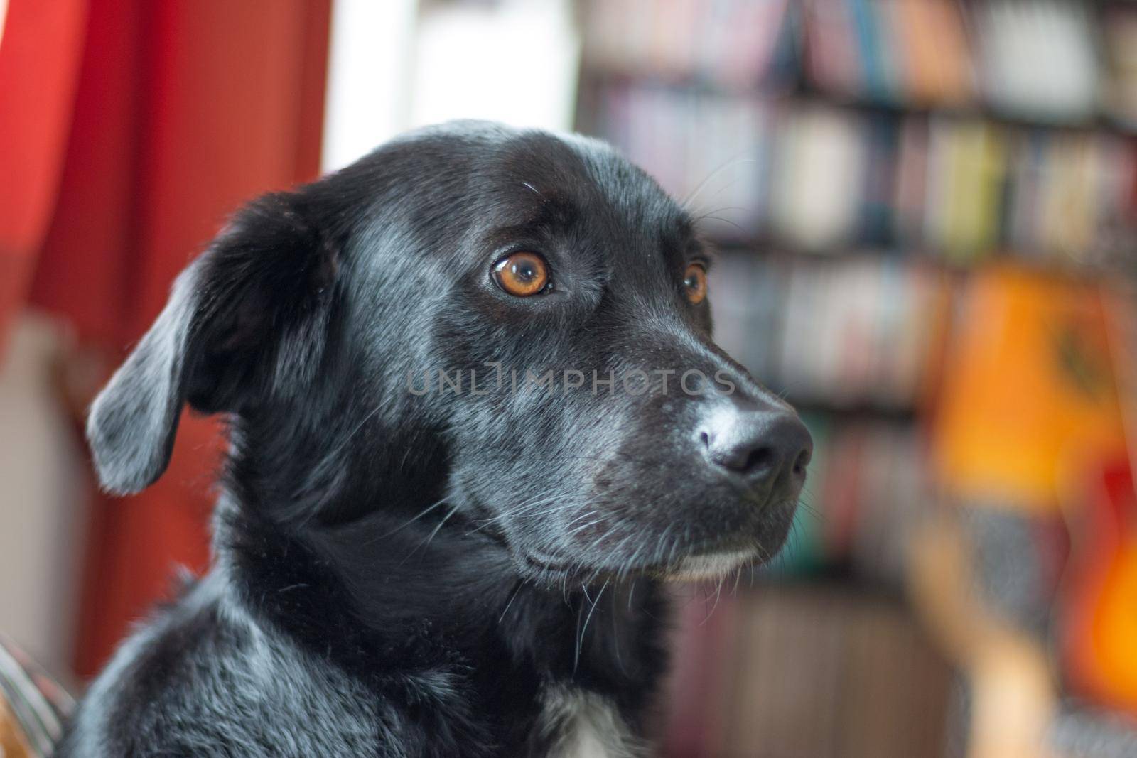 Cute black dog is lying on the floor and relaxing