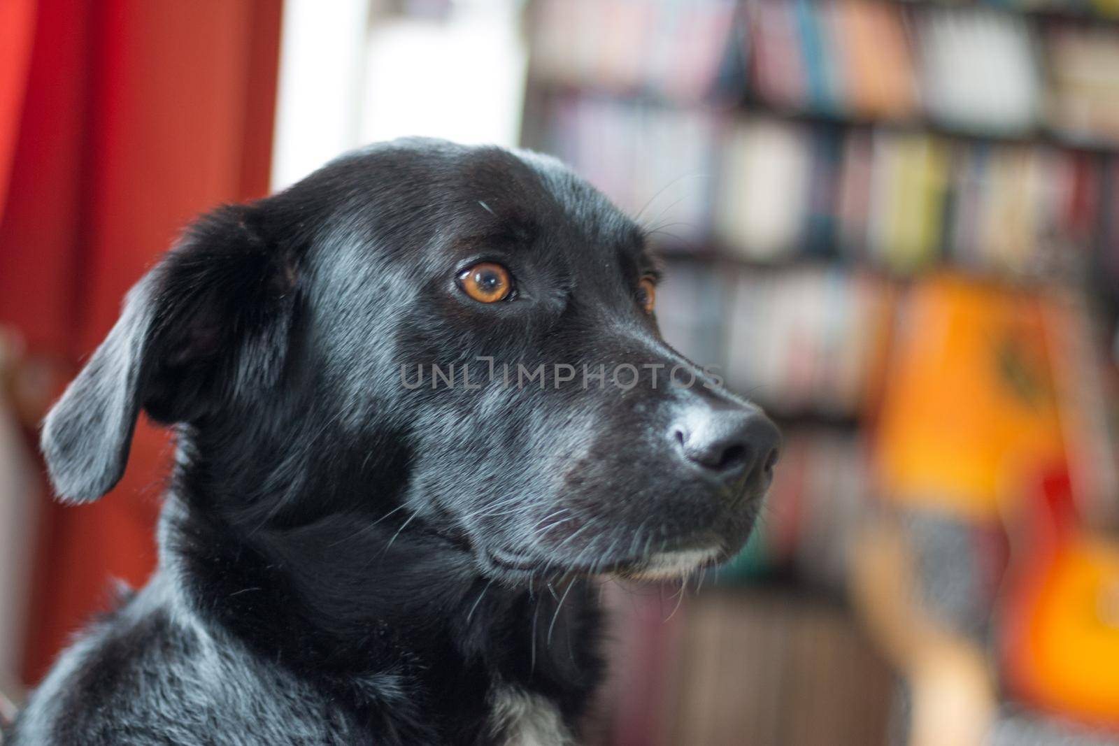 Cute black dog is lying on the floor and relaxing